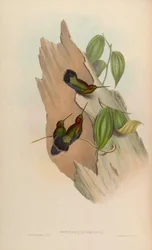 Doryfera ludoviciae
